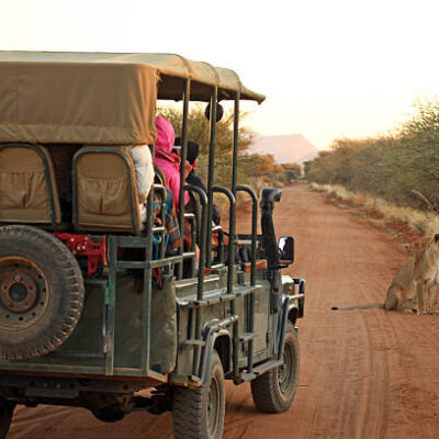 Rear view of an open safari jeep with tourists watching and photographing a lion on an early morning safari drive in Namibia. Lioness is sitting on a red sand road and watching something attentively in the savannah.