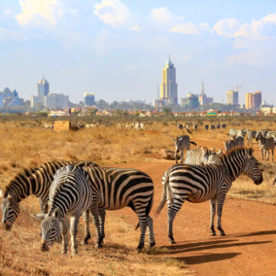 Zebras in Nairobi NP