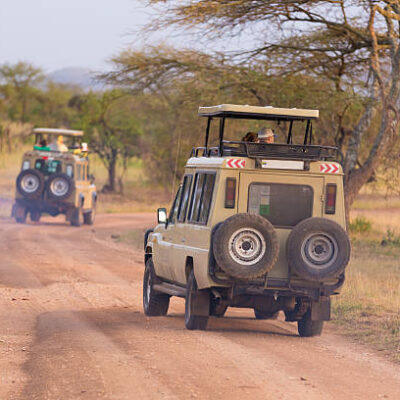 Open roof 4x4  safari jeeps on african wildlife safari.