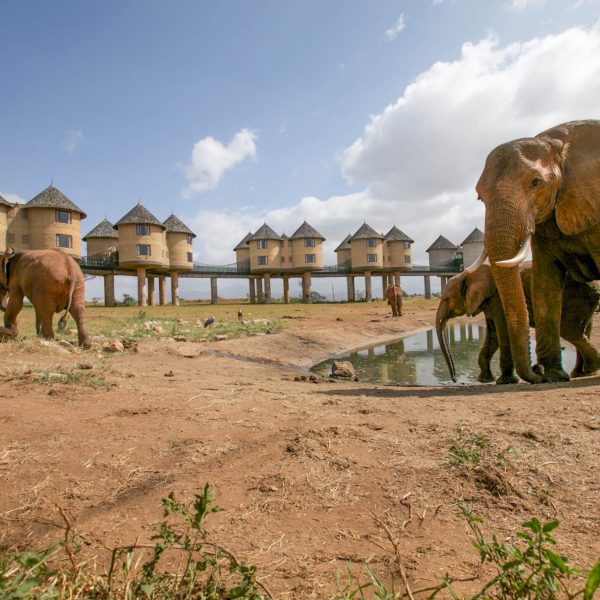 Sarova-Salt-Lick-Game-Lodge-Wildlife-26-scaled